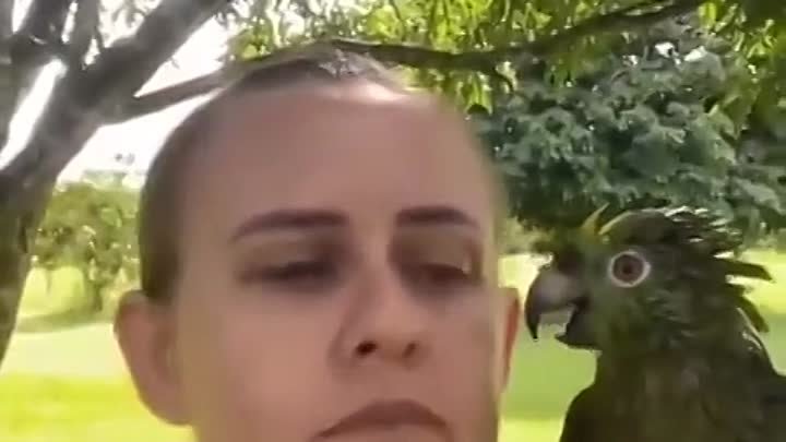 Ссора с попугаем
