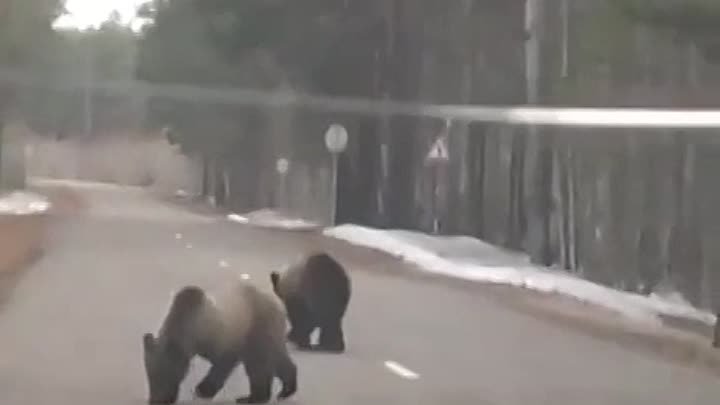 Медведи под Енисейском