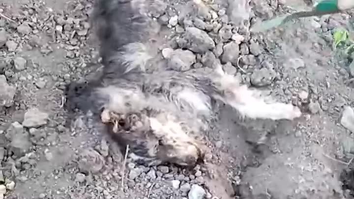 Под Таганрогом волонтеры нашли массовое захоронение собак (720p) (vi ...