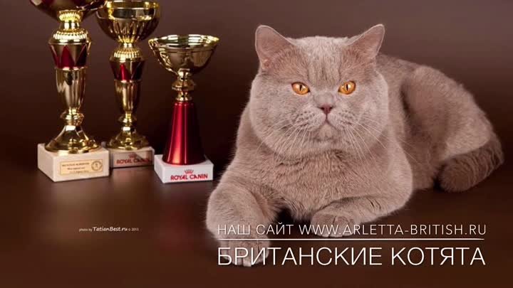  Британские котята играют, котята из питомника "House Arletta B ...
