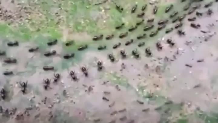 Граница между термитами и муравьями