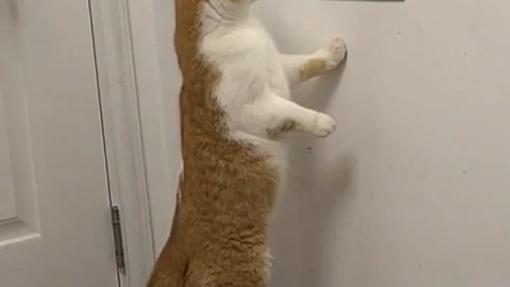 кот, зеркало