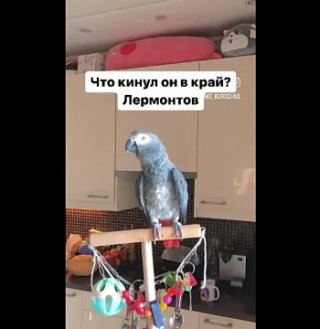 Талантливый попугай Валера читает Пушкина