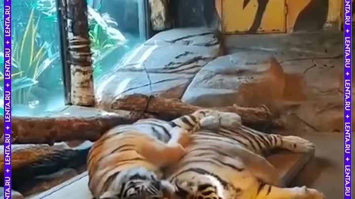 Тигрица подвинула тигра с лежанки