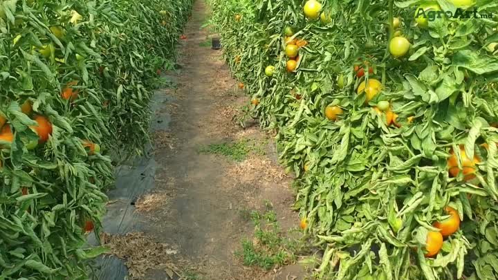 Orange tomatos.mp4