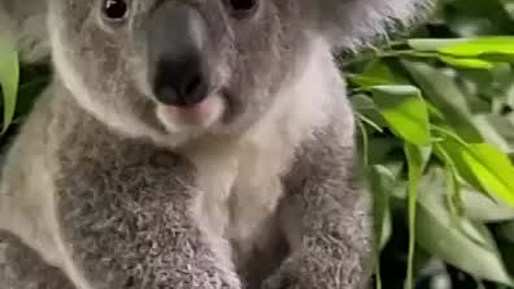 Малышка коала 🐨