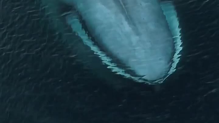 Синий кит достигает 33 м в длину и массы более 150 тонн, являясь сам ...