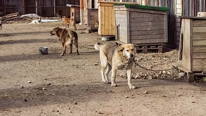 "Зверьё моё": Помощь бездомным животным в Острове