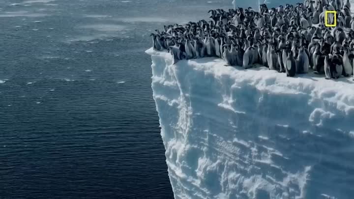 Отважные пингвины прыгают с 15-метровой высоты 🐧