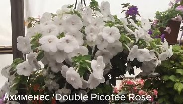 Ахименес 'Double Picotee Rose