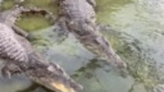 Гена- крокодил