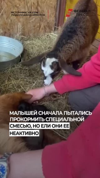 Коза Фрося стала мамой для щенят