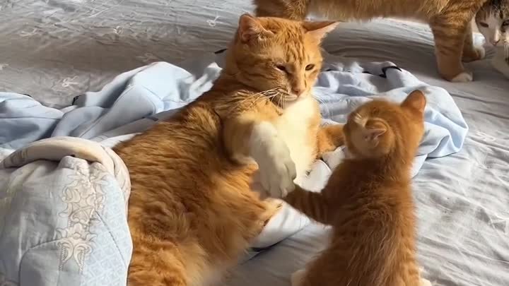 Малыш пытается играть со взрослым котиком