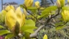 Самая редкая, жёлтая магнолия цветёт в Сочи