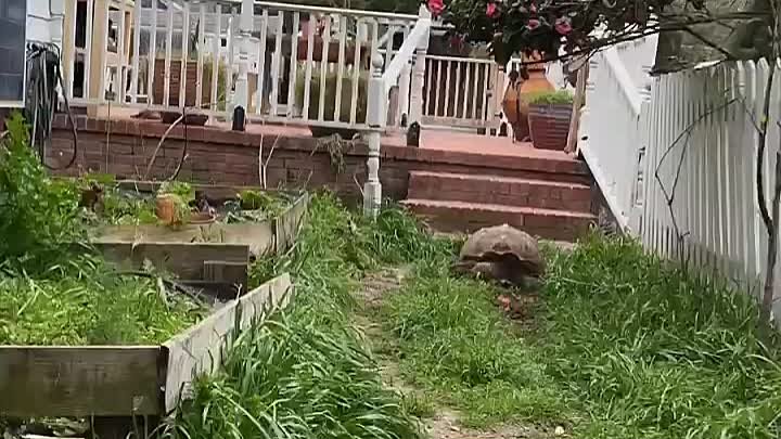 Черепаха стрижёт газон
