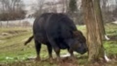 Быки-Мычание быка-Драка быков-Звук животного бык-Рев быка-Fa...