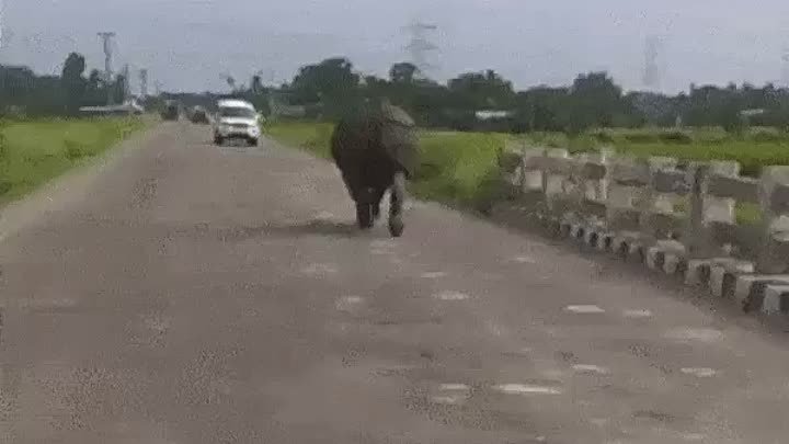 Хорошо, что  у  нас  по  дорогам  только  собаки  бегают!..