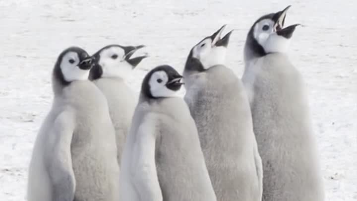 Хор императорских пингвинов