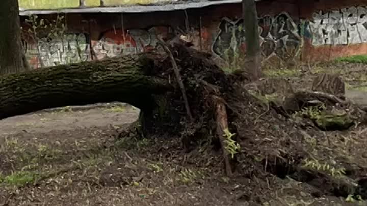 Ветер повалил дерево