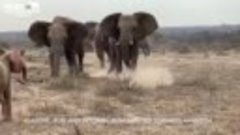 Слоны приняли осиротевшего слоненка и заставили рыдать Сеть