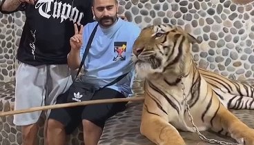 🙍🙍‍♂️🐅