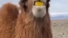 Верблюд первый раз пробует лимон.