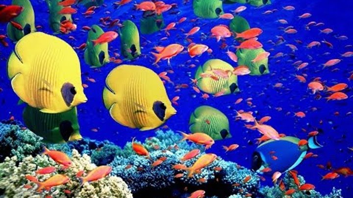 Красивый отдых - Египет. Подводный мир Шарм эль шейх