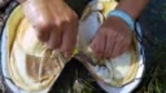 Раковину моллюска-лебединого жемчуга можно назвать самым кра...