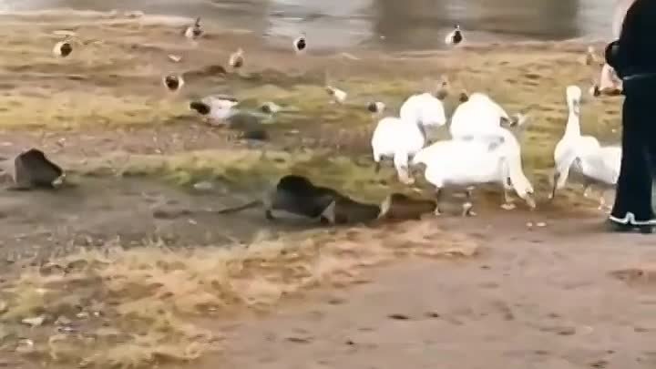 Рассчитывала только на лебедей, 🦢но теперь на всех еды не хватит. 🤣