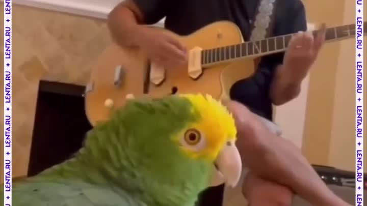 Попугай спел под гитару
