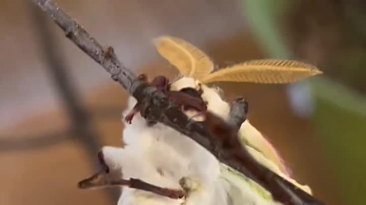 Сатурния луна (Actias luna) выходит из своего кокона ✨