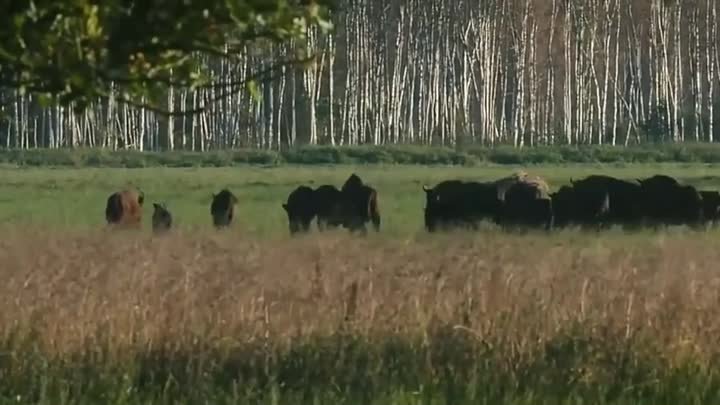 Брестчане сняли клип про строительство завода АКБ