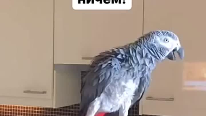  Попугай читает стихи