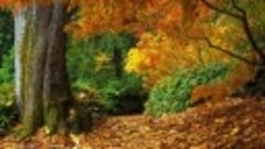 ВИА Ариэль - Жёлтые листья