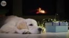 Собачья музыка - успокаивающее видео для собак чтобы предотв...