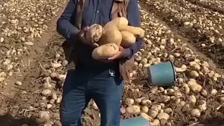 Вот это картошка!