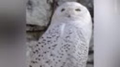 Довольная полярная сова из Московского зоопарка