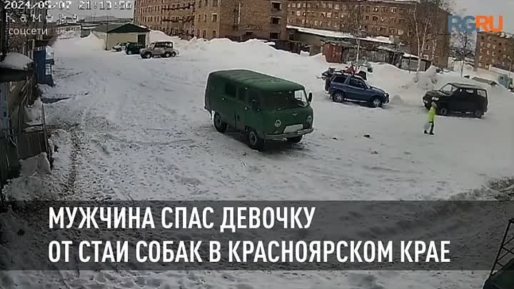 В Красноярском крае пять крупных собак напали на школьницу