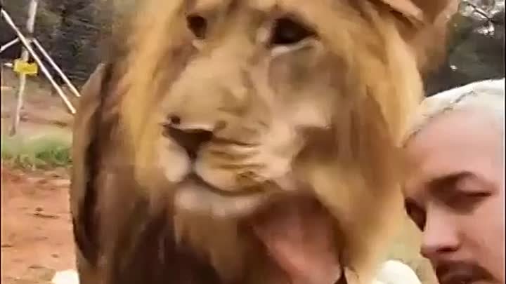 Лев и человек