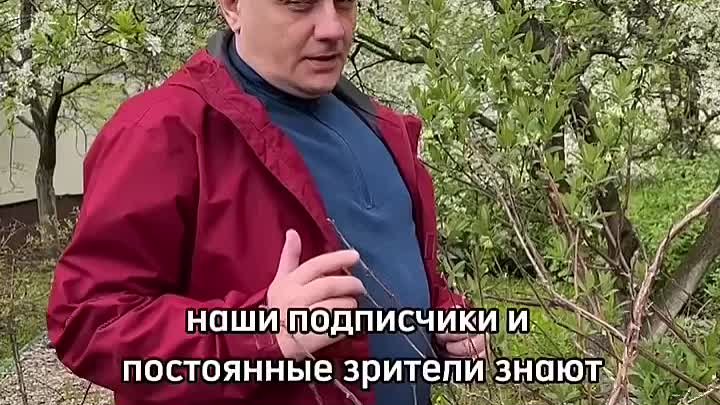 Жимолость все секреты. 