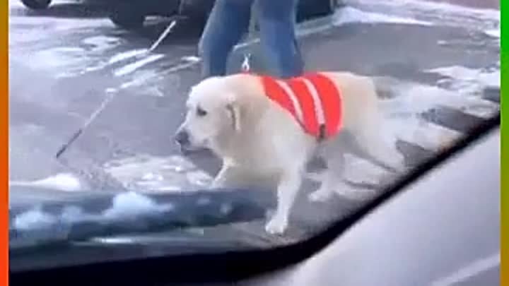 Собака-поводырь мужественно проводит своего хозяина через улицу