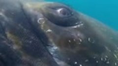 Горбатый кит позирует перед камерой