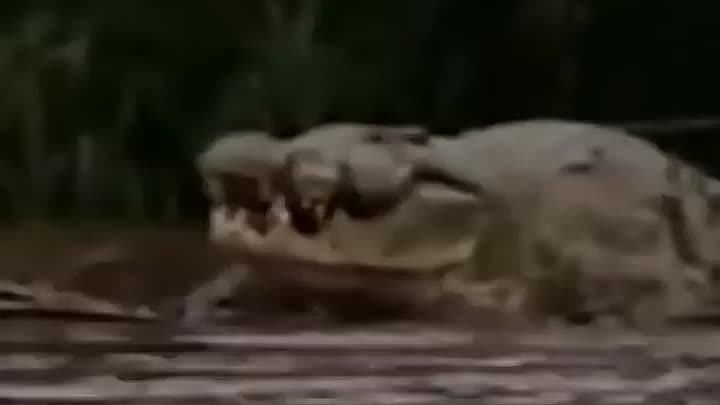 Кровожадный крокодил убийца🐊