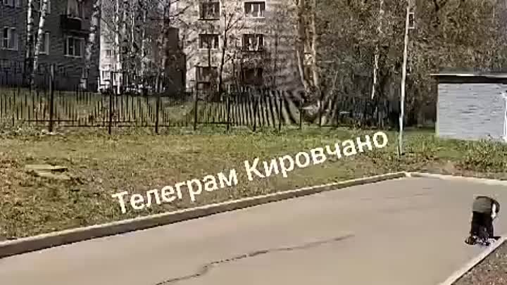В Кирово-Чепецке на территорию школы забежал лось.
