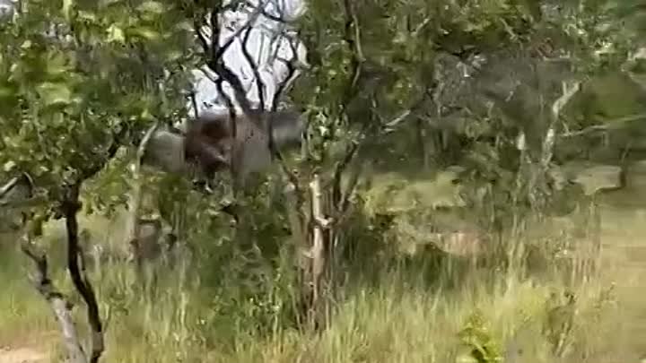 Разъярённый слон напал на группу туристов