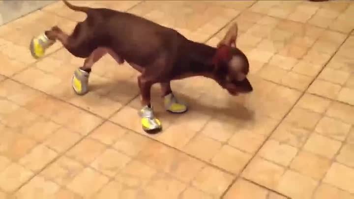 Собака учится ходить в обуви!