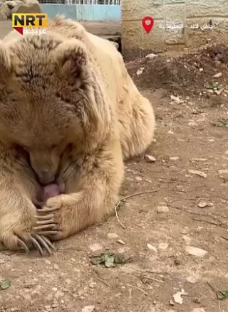 Новорожденный медвежонок 🐻