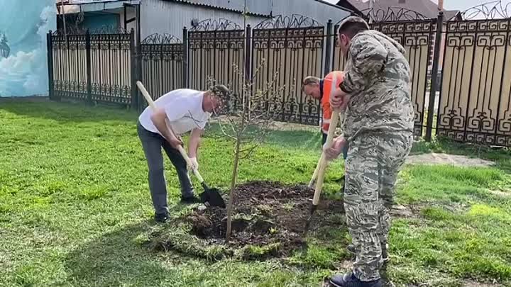 посадка деревьев возле музея ершова