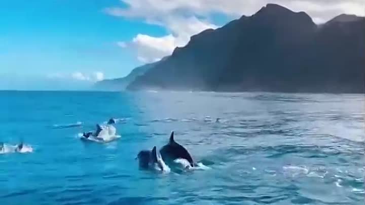 Стая дельфинов в Гавайских водах