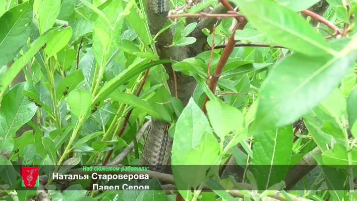 В Гусь-Хрустальном районе началась акция по борьбе с непарным шелкоп ...